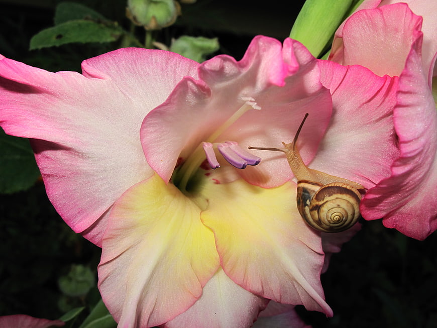 Close-up of a snail on a pink and yellow gladiolus flower