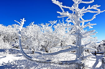 Snow-covered trees in a winter landscape under a blue sky