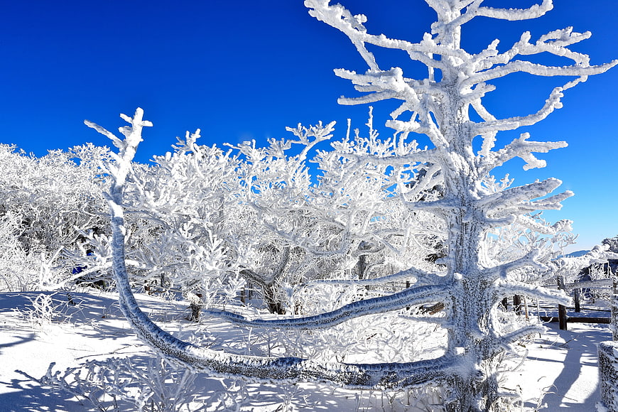 Snow-covered trees in a winter landscape under a blue sky