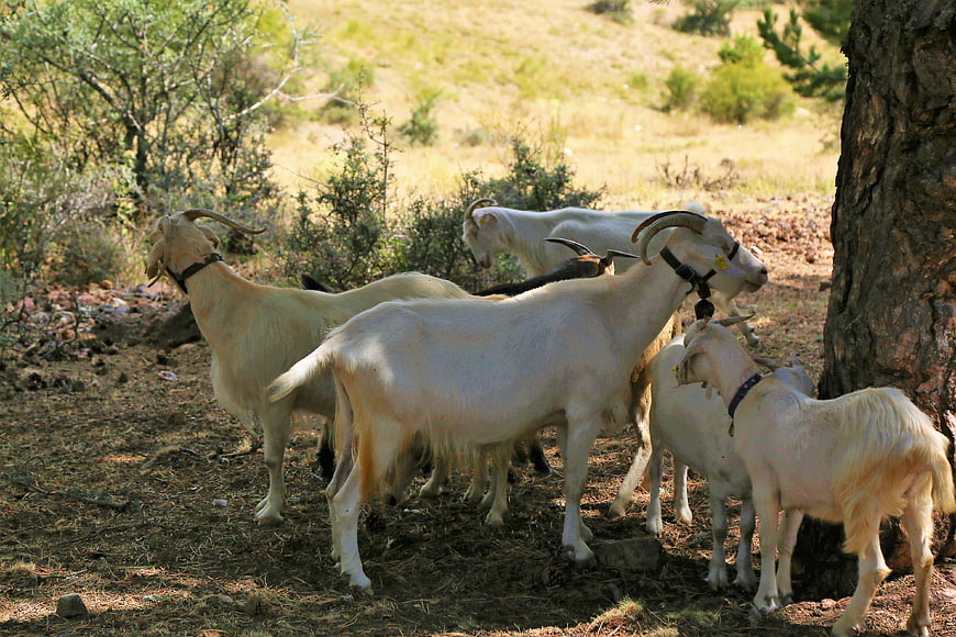 Herd of white goats resting in rural mountain landscape