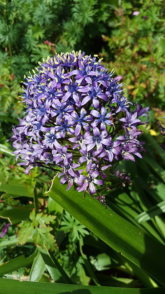 Close-up of vibrant purple grape hyacinth flower cluster