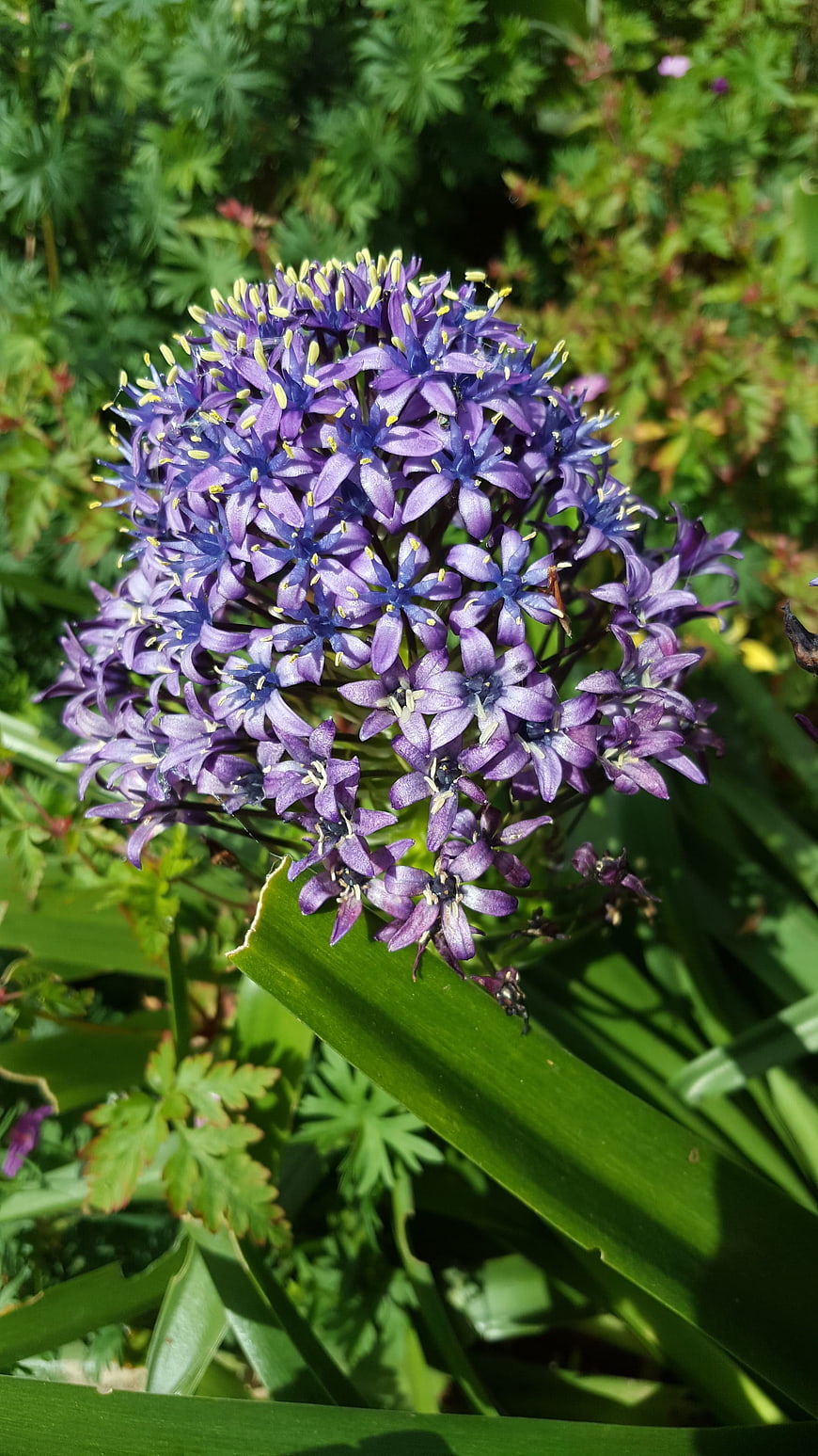 Close-up of vibrant purple grape hyacinth flower cluster