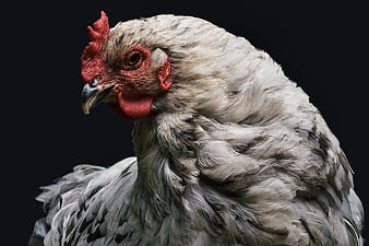 Close-up portrait of a white and gray hen with red comb