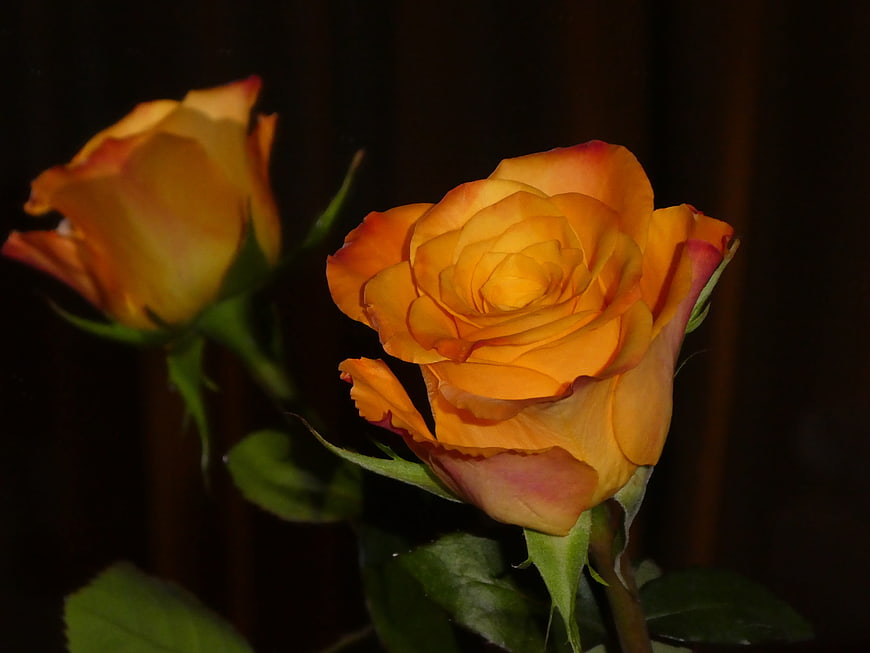 Close-up of vibrant orange and yellow roses against dark background