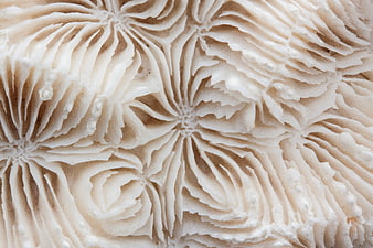 Close-up texture of white brain coral skeletal structure