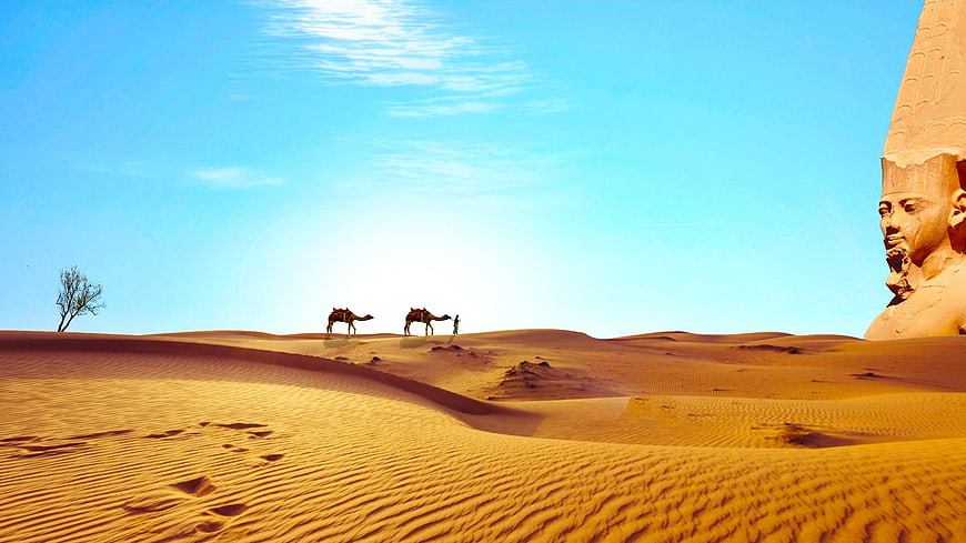 Camels walking in desert near giant pharaoh statue