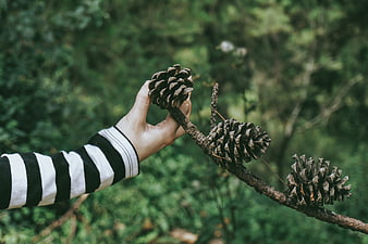 Hand Holding Pine Cone on Branch in Forest