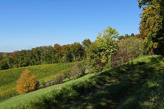 Autumn vineyard landscape with forest edge and blue sky