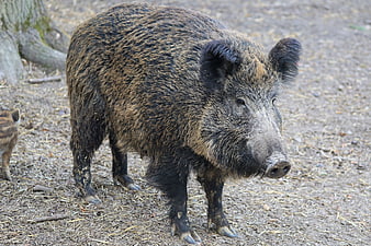 Wild Boar Standing On Dry Forest Ground