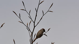 Small bird perched on bare branch against gray sky