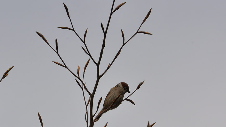 Small bird perched on bare branch against gray sky