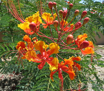 Vibrant Red and Yellow Royal Poinciana Flowers