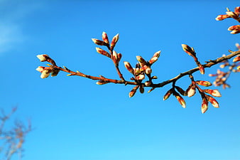 Magnolia tree buds on branch against blue sky