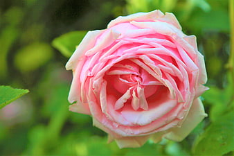 Close-up of a delicate pink rose with green blurred background