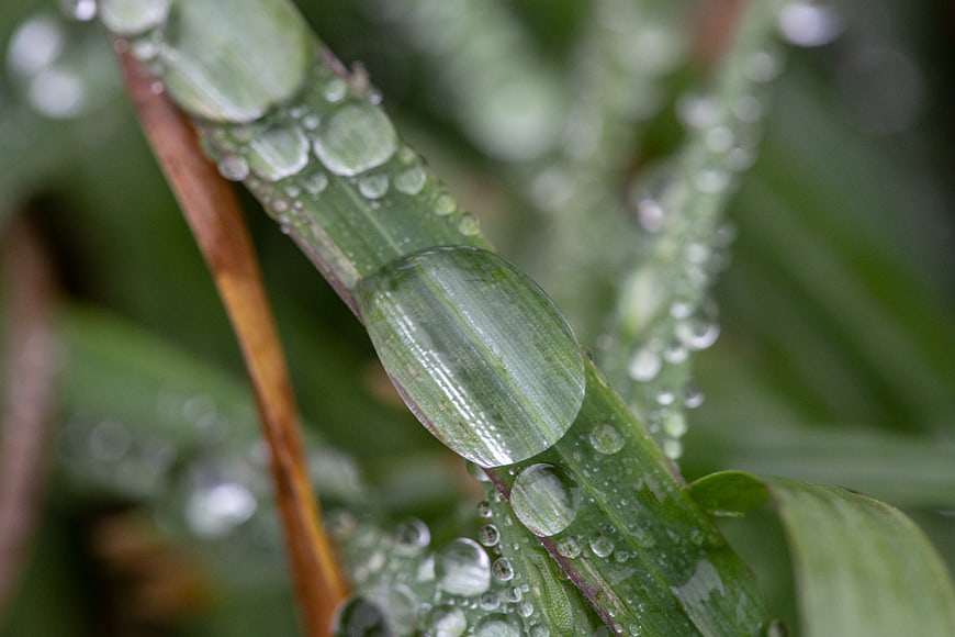 Macro Close-Up of Dew Droplets on Green Grass Blade