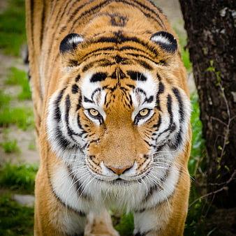 Close-up portrait of a tiger walking towards camera