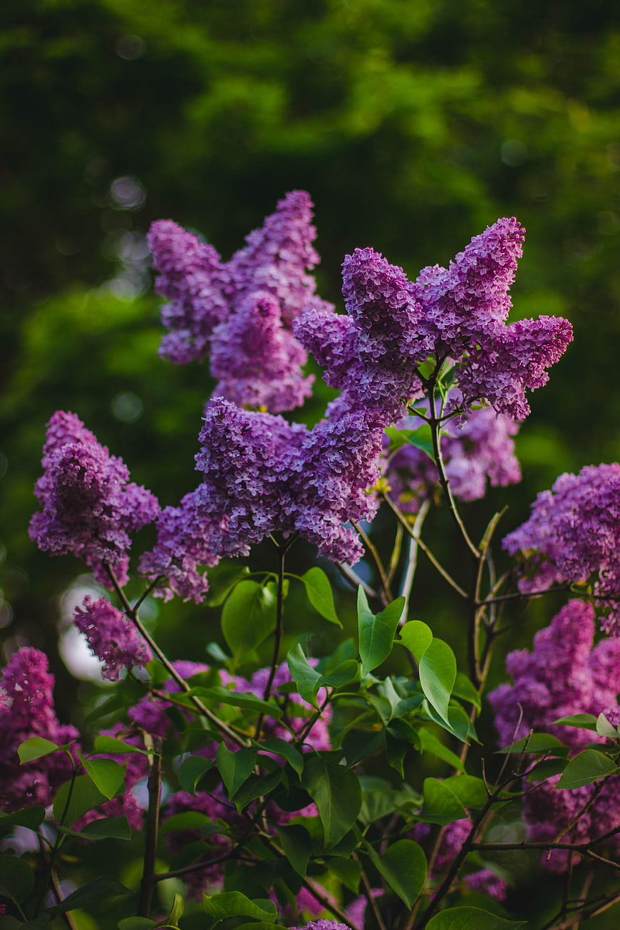 Vibrant Purple Lilac Flowers in Spring Garden