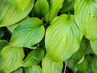 Close-up of vibrant green hosta leaves with natural texture
