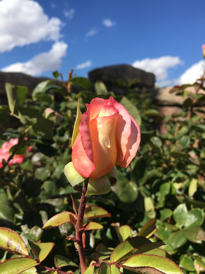 Pink and Yellow Rose Bud with Dewdrop in Garden