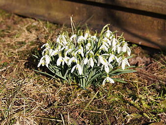 Cluster of white snowdrops blooming in early spring garden