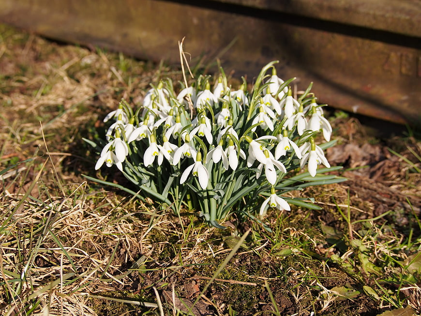 Cluster of white snowdrops blooming in early spring garden