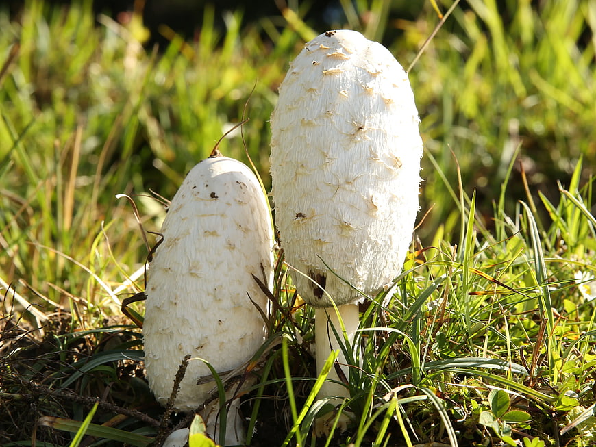 Two White Shaggy Ink Cap Mushrooms in Green Grass