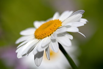 Close-up of White Daisy with Yellow Center