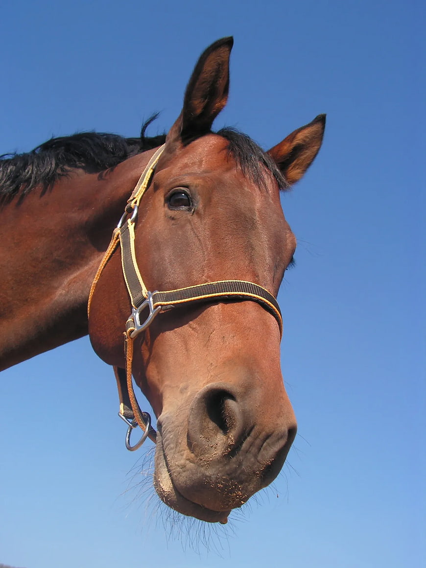 Close-up of brown horse head against blue sky