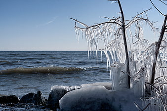 Frozen Tree Branches with Icicles by the Ocean