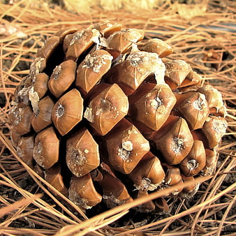 Close-up of a brown pine cone on pine needles
