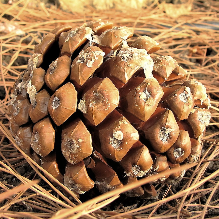 Close-up of a brown pine cone on pine needles