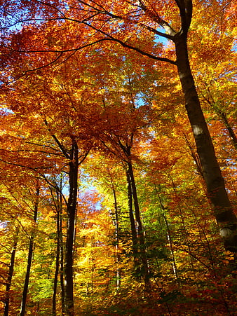 Vibrant Autumn Forest Canopy with Golden Leaves