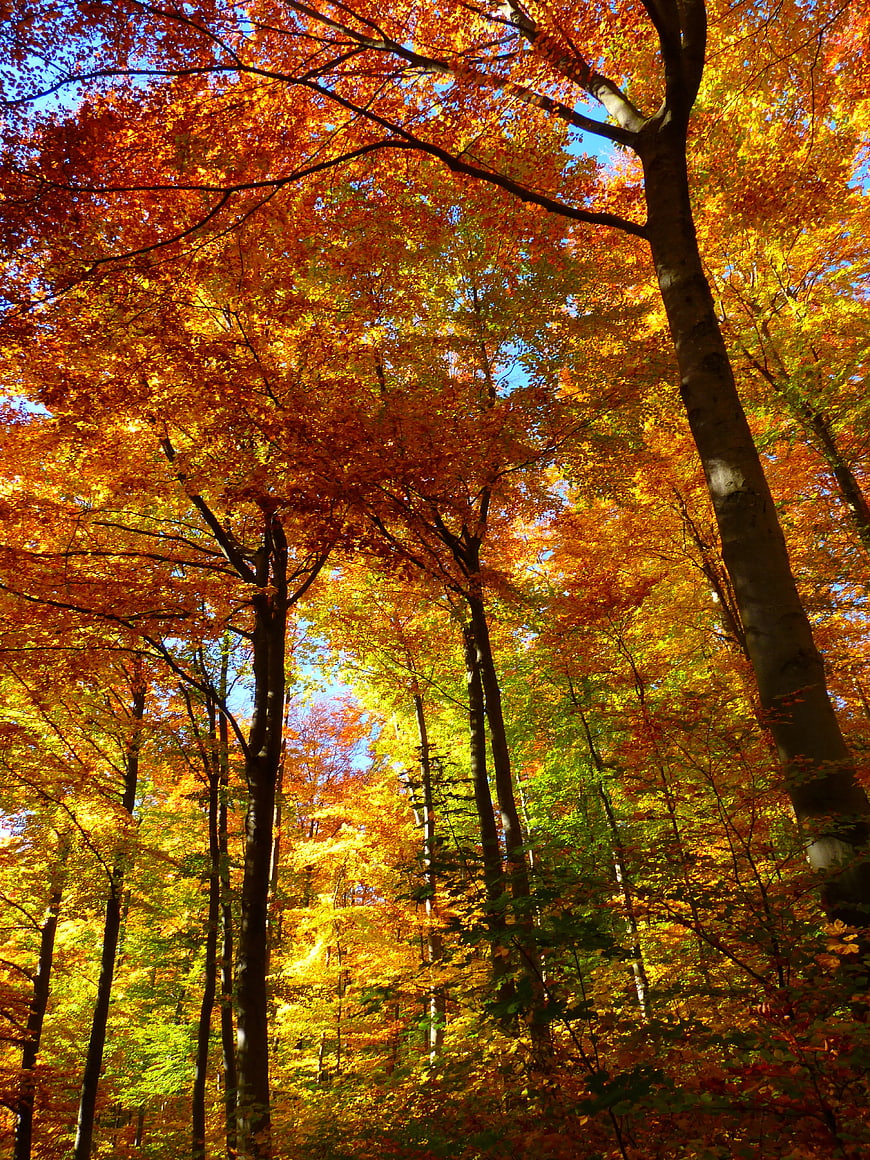 Vibrant Autumn Forest Canopy with Golden Leaves