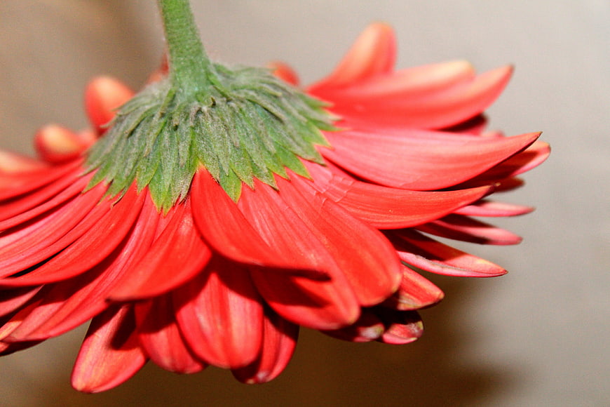 Close-up of a vibrant red gerbera daisy flower