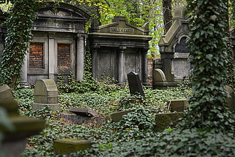 Overgrown historic Jewish cemetery with ivy-covered mausoleums
