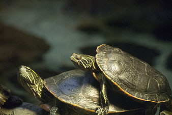 Two Red-Eared Slider Turtles Basking on a Rock
