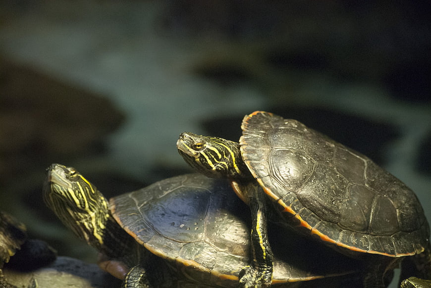 Two Red-Eared Slider Turtles Basking on a Rock