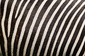 Close-up of zebra fur texture with black and white stripes