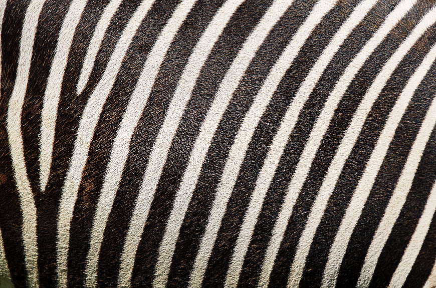 Close-up of zebra fur texture with black and white stripes