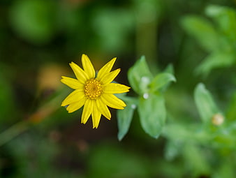 Close-up of a yellow wildflower with dew drops on green leaves