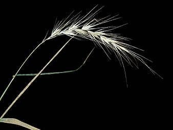 Wild Rye Grass Head Isolated on Black Background