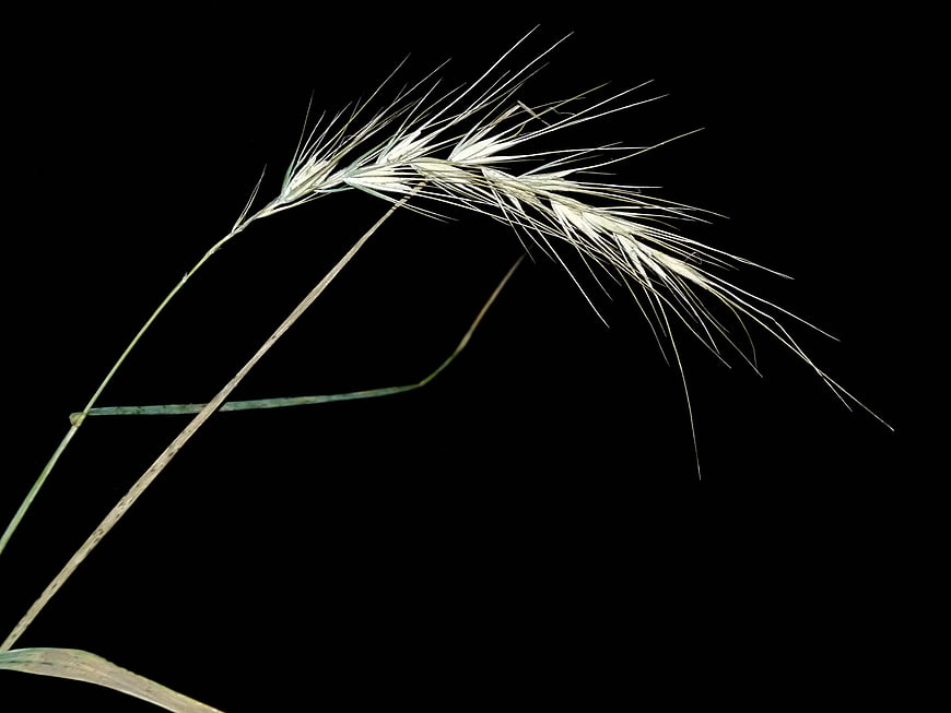 Wild Rye Grass Head Isolated on Black Background