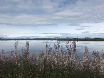 Serene Lake Landscape with Wildflowers and Distant Mountains