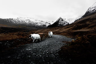 Two sheep walking on a gravel road in snowy mountains