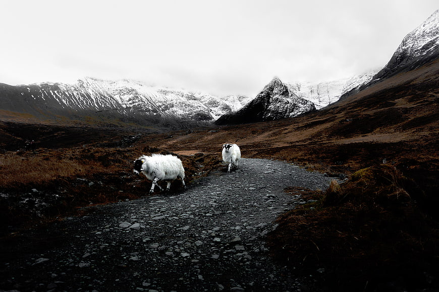 Two sheep walking on a gravel road in snowy mountains