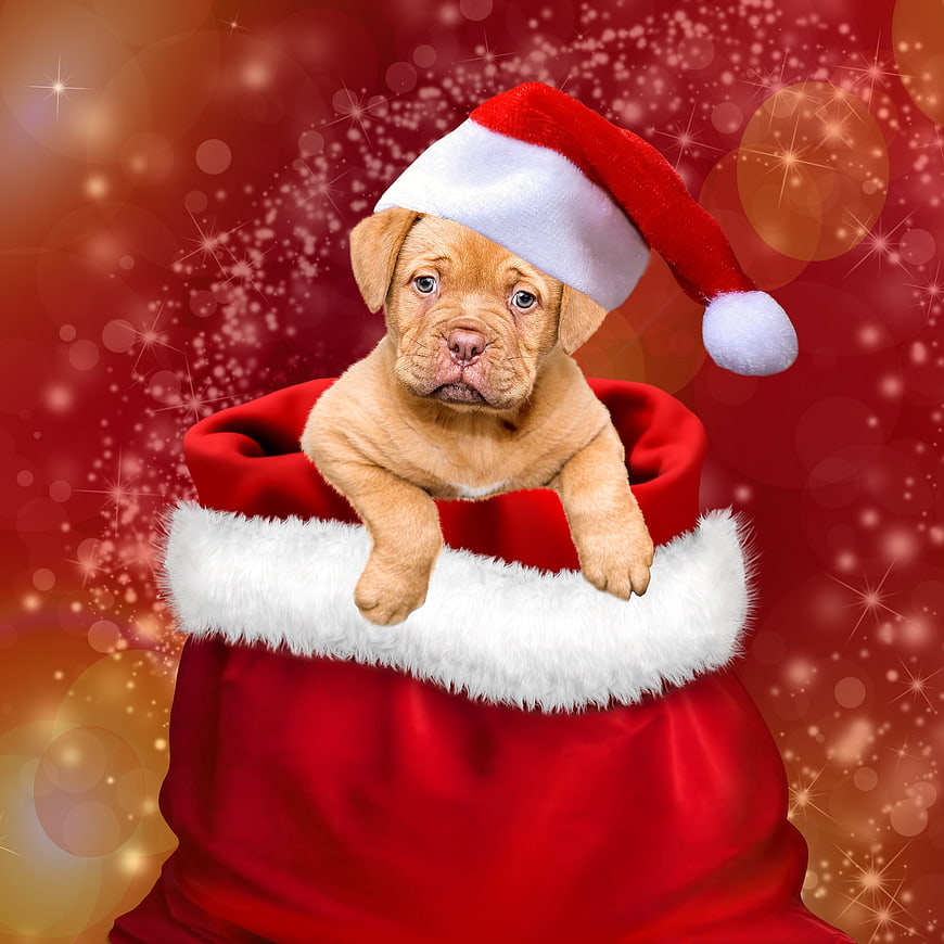 Cute puppy in Santa sack with festive red background
