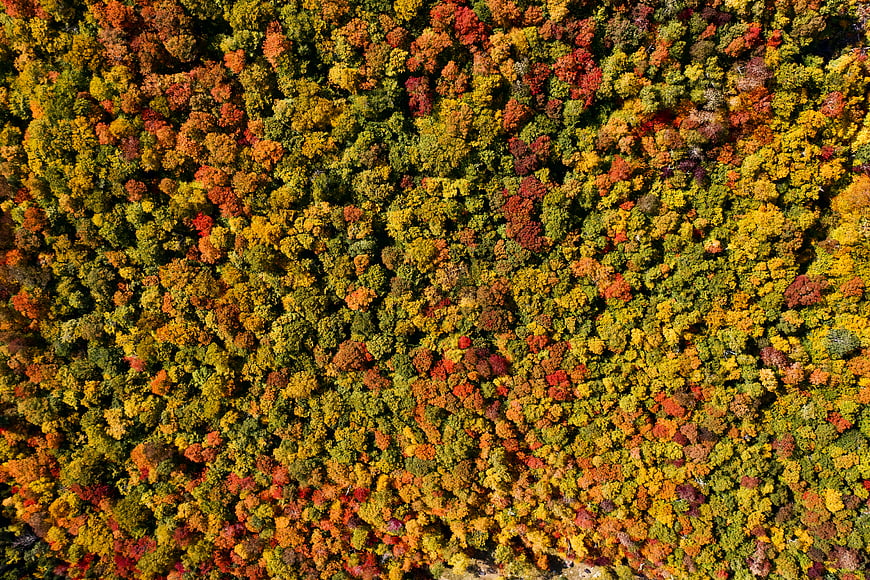 Aerial View of Colorful Autumn Forest Canopy