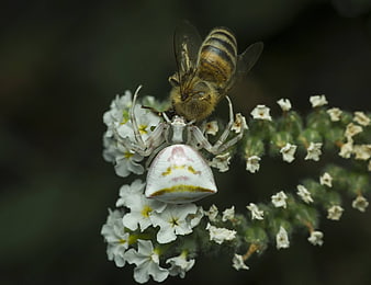 Macro photography of a spider capturing a bee on white flowers