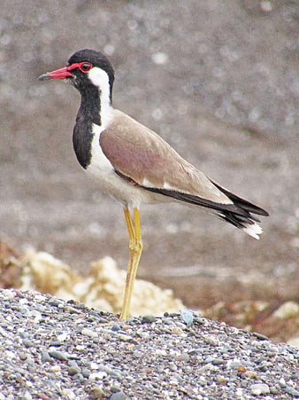 Red-wattled Lapwing Bird Standing on Gravel