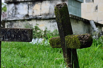 Moss-covered wooden cross in overgrown cemetery